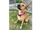 Adopt Heather a Hound, Mixed Breed