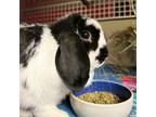 Adopt Cookie a Holland Lop