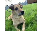 Adopt Midna a Mixed Breed