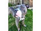 Adopt BOCA a Pit Bull Terrier, Mixed Breed