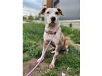 Adopt Artemis a Pit Bull Terrier, Mixed Breed