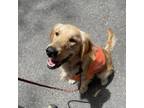 Adopt Heather a Golden Retriever