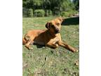 Adopt Zinnia a Labrador Retriever