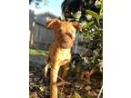 Adopt Honey a Australian Kelpie, Dachshund