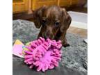 Dachshund Puppy for sale in Thornton, CO, USA