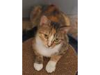 Adopt Gypsy a Domestic Short Hair