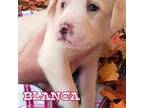 Adopt Blanca a Great Pyrenees, Mastiff