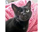 Adopt Garnet a Domestic Short Hair