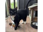 Adopt Parker a Domestic Short Hair