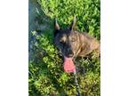 Adopt Kennedy (New Digs) a German Shepherd Dog