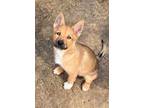 Adopt Lavender a German Shepherd Dog, Black Mouth Cur