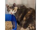 Adopt Large Marge a Domestic Short Hair