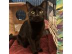 Adopt Abby a Domestic Short Hair