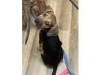 Adopt Christie a Beagle, Terrier