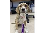 Adopt Lindsay a Beagle, Terrier