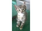 Adopt Lil Olive a Domestic Short Hair, Tabby