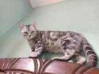 Adopt Hathor a Egyptian Mau