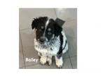 Adopt Bailey a Australian Shepherd, Australian Cattle Dog / Blue Heeler