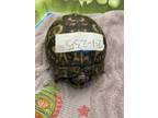 Adopt MI-SHELL a Turtle