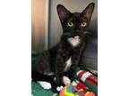 Adopt Natasha a Domestic Short Hair