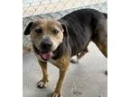 Adopt Moulin Rouge a Pit Bull Terrier, Cattle Dog