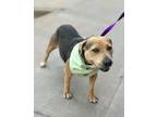 Adopt Moulin Rouge a Pit Bull Terrier, Cattle Dog