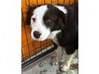 Adopt Beverly 2 a Australian Shepherd, Australian Cattle Dog / Blue Heeler