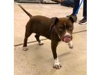 Adopt Early Wonder a Pit Bull Terrier, Cattle Dog