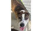Adopt Crosby Egyptian a Pit Bull Terrier, Cattle Dog