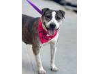 Adopt Crosby Egyptian a Pit Bull Terrier, Cattle Dog