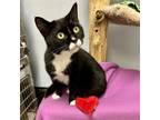 Adopt Gypsy a Domestic Short Hair