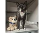 Adopt Naomi a Domestic Short Hair