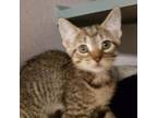 Adopt Lilac a Domestic Short Hair