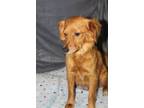 Adopt Momma Oro a Mixed Breed, Terrier