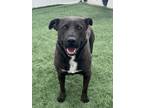 Adopt Beth a Australian Shepherd, Pit Bull Terrier