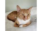 Adopt Turquoise a Domestic Short Hair
