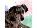 Adopt Pepper - NEW a Catahoula Leopard Dog