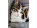 Adopt Olive a Domestic Short Hair, Calico