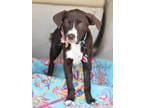 Adopt Sookie (S Puppies) a Labrador Retriever, Boxer