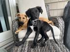 Adopt Sandy (S Puppies) a Labrador Retriever, Shepherd