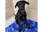 Adopt Willow a Labrador Retriever, Border Collie