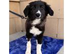 Adopt Aspen a Border Collie