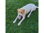 Adopt MOLLY a Pit Bull Terrier, Labrador Retriever