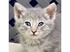 Adopt Echo a Domestic Short Hair