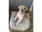 Adopt Paige a Great Pyrenees, Australian Shepherd