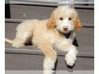 Aussiedoodle Miniature PUPPY FOR SALE ADN-783237 - Brody