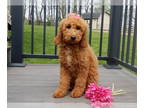 Goldendoodle PUPPY FOR SALE ADN-783239 - Miley MEDIUM