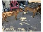 Rhodesian Ridgeback PUPPY FOR SALE ADN-783250 - 2 male Ridgeback Pups ready for