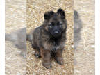 German Shepherd Dog PUPPY FOR SALE ADN-783256 - Top Quality Sable Long Coated