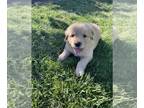 Golden Labrador PUPPY FOR SALE ADN-783273 - Goldador pups